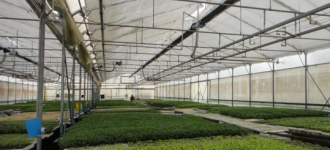 Отопление теплицы: лучшие виды обогревателей