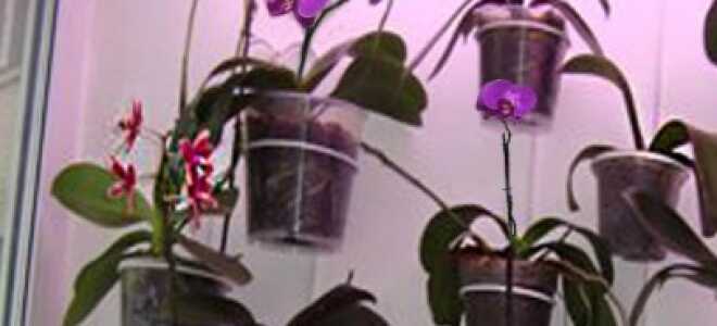 Как сделать подсветку комнатных растений: инструкция, рекомендации, видео
