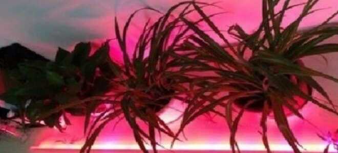 Светодиодная лента для подсветки растений: установка, расчет
